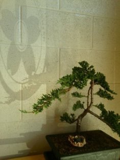 dojo bonsai littlel.9253411 std